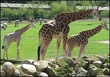 C'est l'animal le plus grand en hauteur grâce à la longueur de son cou.