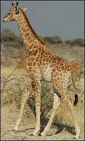 Son cou peut mesurer jusqu'à 10, 50 m ou même 10, 80 m.