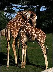 Les girafes dorment beaucoup.
