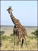 Son espérance de vie est de 26 ans.