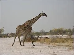 Le petit de la girafe s'appelle le girafon.