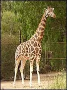 Elle a besoin de 20 grammes de calcium par jour.