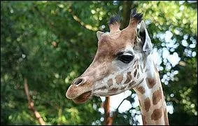 Les girafes ne se reproduisent qu'une fois tous les deux ans.