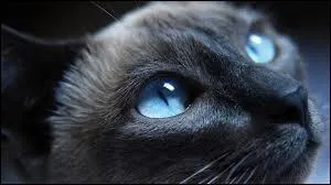 Quel était son nom quand elle était chaton ?