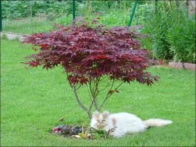 Jeune tige développée à partir d'un rameau :