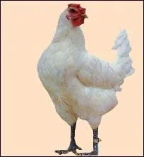 Jeune poule engraissée de manière intensive pour la consommation alimentaire :