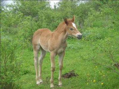 Jeune jument de moins de trois ans et qui n'a pas procréé :