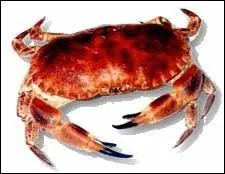 Gros crabe, tourteau :