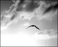 Qui a dit : Un mot est un oiseau au milieu d'une page. C'est l'infini. ?