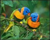 Qui a dit : Au plus fort de l'orage, il y a toujours un oiseau pour nous rassurer. C'est l'oiseau inconnu, il chante avant de s'envoler. ?