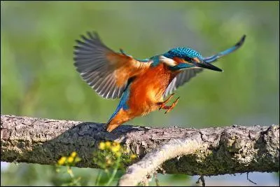 Qui a dit : L'oiseau s'est libéré de la terre. Désormais il sera prisonnier du ciel. ?