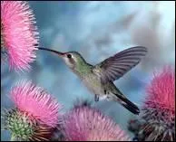 Qui a dit : L'amitié, un oiseau d'amour qui a la queue coupée. ?