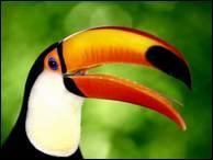 Quiz Oiseaux