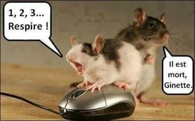 Quel est l'animal le plus heureux du monde ?