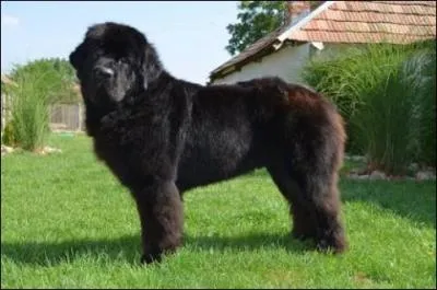 C'est un très gros chien mais lequel est-ce ?