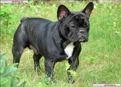 Et celui-là, quelle est sa race ?