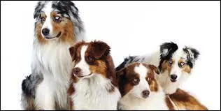 Quelles couleurs de robes peuvent exister pour un berger australien ? (Je ne les écrirai pas toutes mais je prends les plus connues)