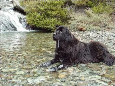 Et enfin, le terre-neuve a les pattes palmées.
