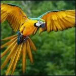 Qui a dit : La foi est un oiseau qui sent la lumière et qui chante quand le jour n'est pas encore levé. ?