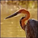 Qui a dit : La queue de pie, comme son nom l'indique, vous fait une réputation de drôle d'oiseau. ?