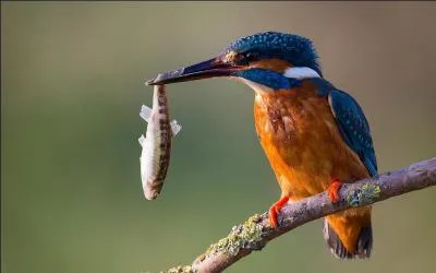 Qui a dit : Certains croient parfaitement connaître l'oiseau pour avoir vu l'uf d'où il est sorti. ?