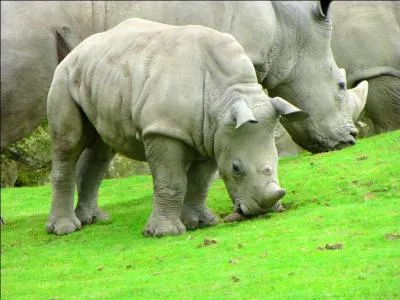 Le rhinocéros de Sumatra adulte mesure environ 120 à 145 cm de hauteur au garrot.