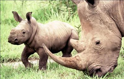 Les rhinocéros sont herbivores.