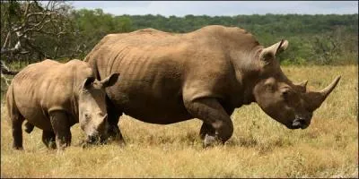 Ils sont menacés de disparition.