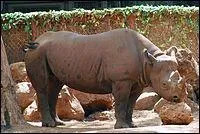 Les rhinocéros ne sont pas des mammifères.