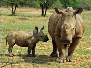 Le rhinocéros de Sumatra est le plus bruyant des rhinocéros.