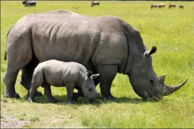 Nous pouvons voir des rhinocéros noirs au Kenya.