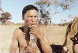 Quelle est la particularité des Bochimans ?