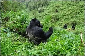 Malheureusement le Rwanda n'est pas connu que pour ses gorilles... Quelles sont les deux ethnies qui s'opposaient lors des affrontements terribles de 1994 ?