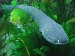 Dans quel type d'eau vit l'anguille électrique ?