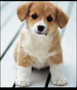 Qui est surnommé "le toutou" ?