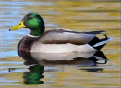 Qui est surnommé "le canard" ?