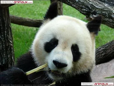 La durée de la gestation dure d'environ 112 à 163 jours.