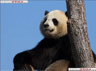 Jia Jia est décédé le 22 août 2012 à l'âge de 37 ans, ce qui fait de lui le panda à avoir vécu le plus longtemps.