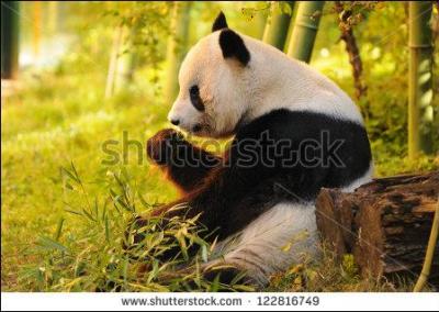 Le panda est un mammifère.