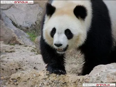 Son nom chinois est « grand chat-ours ».