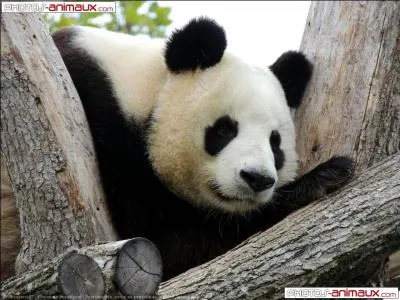 Il pèse de 125 à 175 kg.