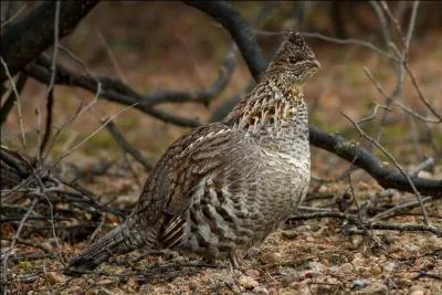 "... des bois", c'est la gélinotte :