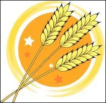 Variété de blé caractérisé par une bonne résistance aux grandes chaleurs :