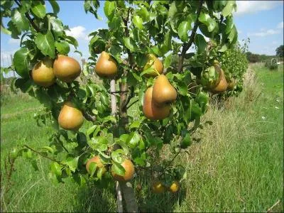 Maladie de la vigne et des arbres fruitiers, due à un champignon qui attaque les racines et les fait pourrir :