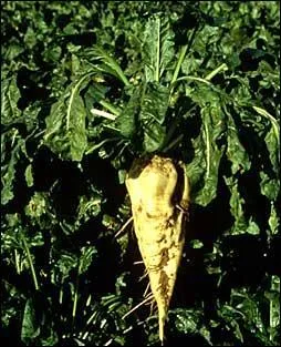 Elle est sucrière, potagère ou fourragère :