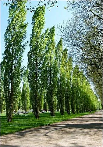 Le brave peuplier, lui, n'en peut mais : il s'est dit à peu près n'importe quoi sur son sens étymologique ! La plus plausible serait laquelle, à votre avis ?