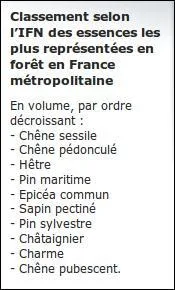 L'Europe rassemble environ 160 essences différentes : combien sont-elles dans l'Hexagone ?