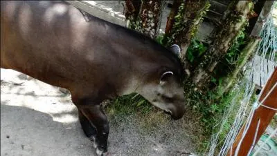 Jeune saumon, avant son stade adulte !