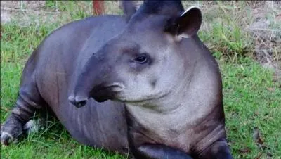 Si vous avez du nez, vous allez trouver le nom de ce petit oiseau !