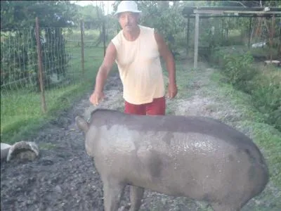 Oiseau voisin de la cigogne, on parle aussi du supplice de ...